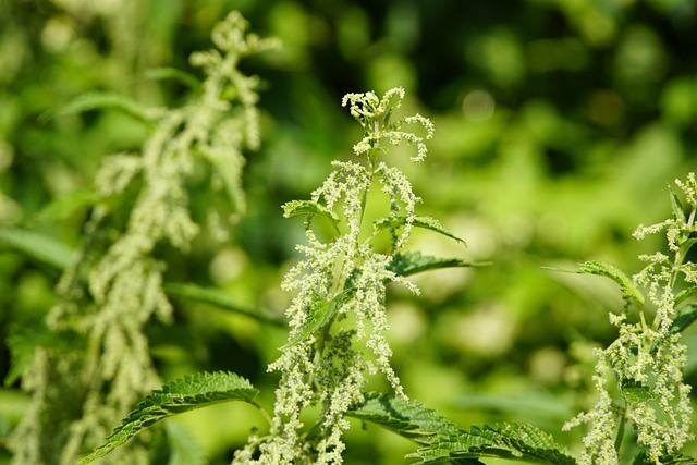 Uriga Urtiga Urtica Planta Erva - Foto gratuita no Pixabay - Pixabay