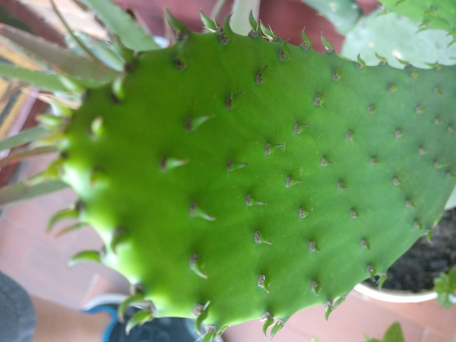 Floors Cactus Green - Free photo on Pixabay - Pixabay