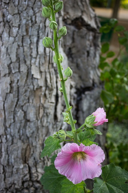 Free Flower Pink photo and picture