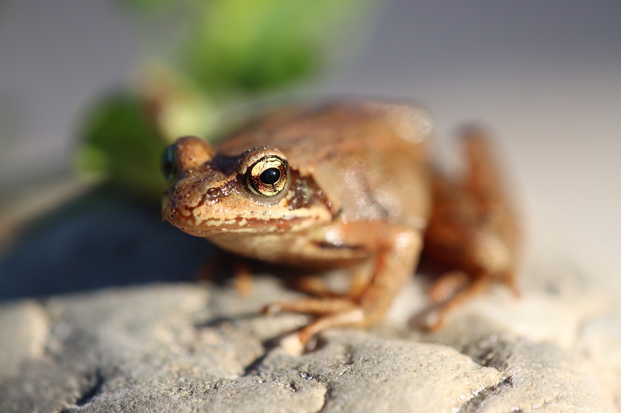 Common Frog - free online jigsaw puzzle photo