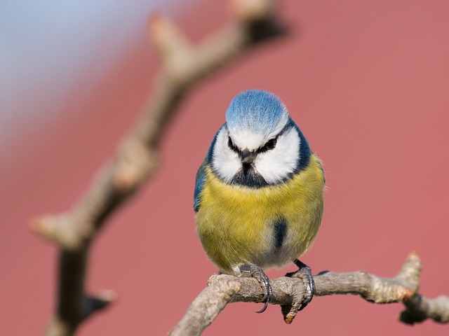 Tit, Vogel, Natur, Feder, Zweig