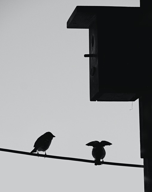Vögel, Spatz, Silhouette, Verkaufsstand