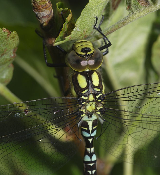 Hawker Insect Dragonfly Southern Hawker Insect - Free photo on Pixabay