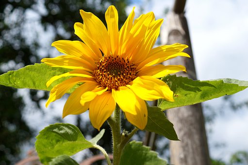 Floarea Soarelui, Floare, A Inflori