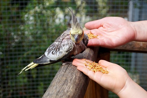 Pasăre, Hrănire, Cockatiel, Natura