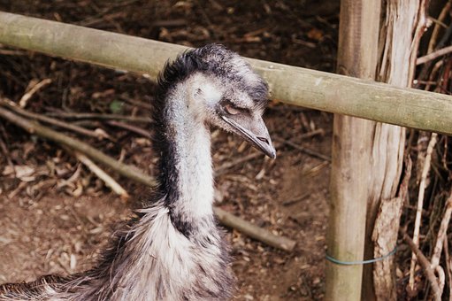 Emu, Natura, Pasăre
