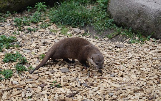Vidra, Mamifer, Blană, Acvatic, Animal