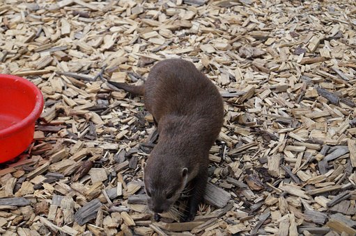 Vidra, Mamifer, Blană, Acvatic, Animal