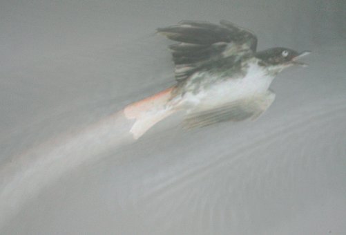 Free Bird Free photo and picture