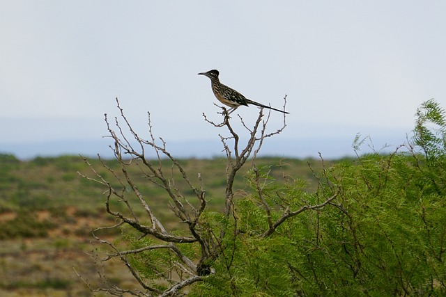 Free Bird Beak photo and picture