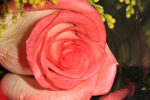 Free Flower Rose photo and picture