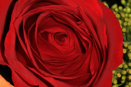 Free Flower Rose photo and picture