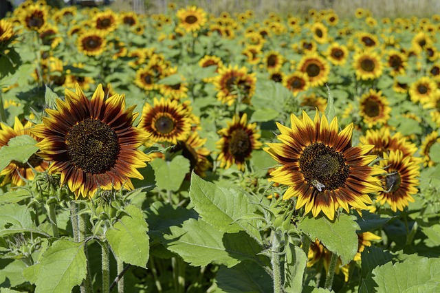 Free Sunflower Flowers photo and picture