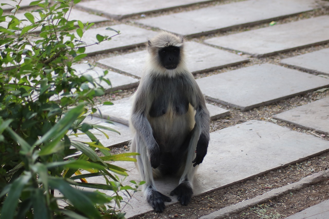 Monkey Primate Wildlife Free photo on Pixabay Pixabay