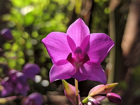 Orkidé, Smukke Blomster, Blomst