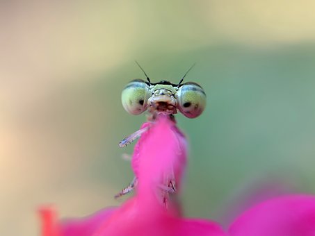 Flyve, Damselfly, Insekt, Platycnemis
