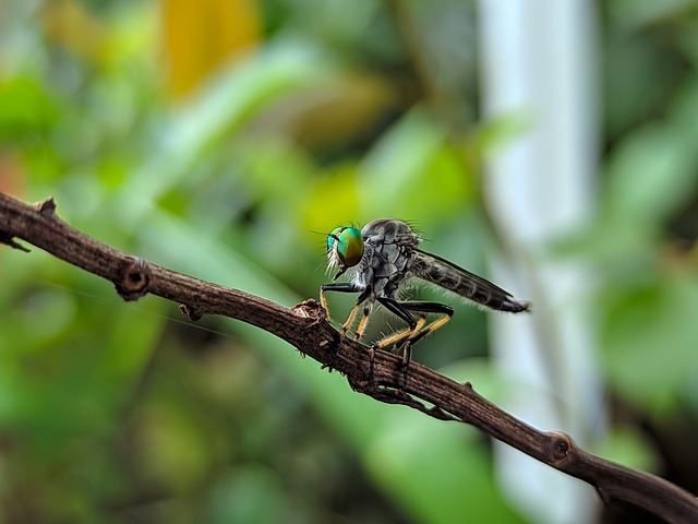 Free Fly Robber Fly photo and picture