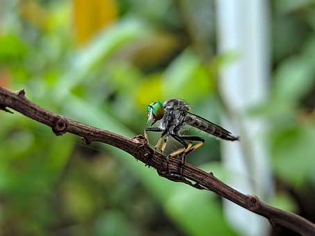 Flyve, Røverflue, Ommatius, Insekt, Bug