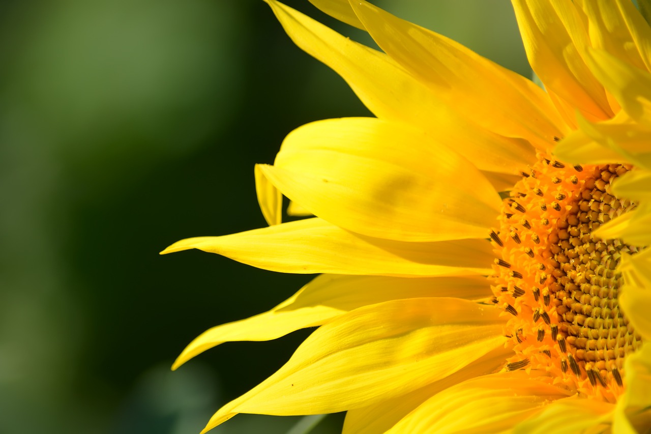 Sunflower Petals Pollen - Free photo on Pixabay - Pixabay