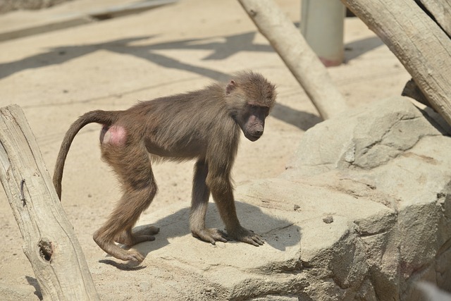 Free Monkey Zoo photo and picture