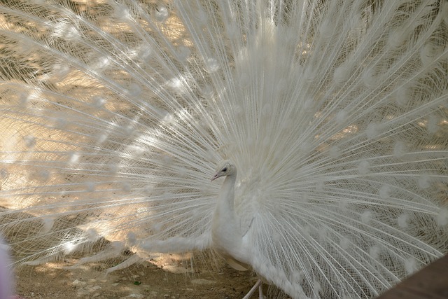 Free Zoo Peacocks photo and picture