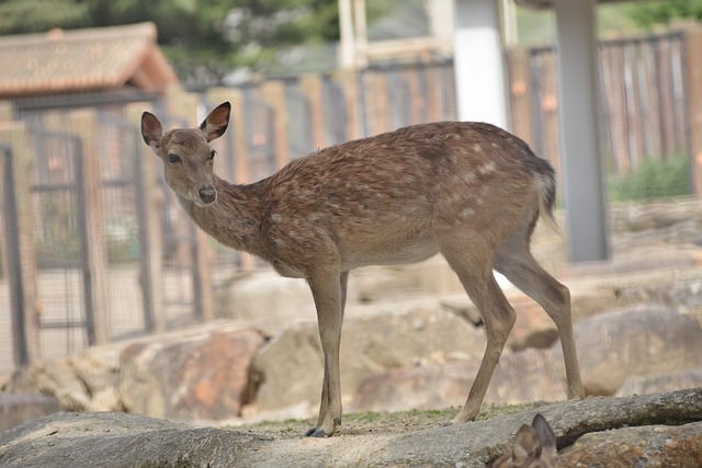 Free Zoo Nature photo and picture