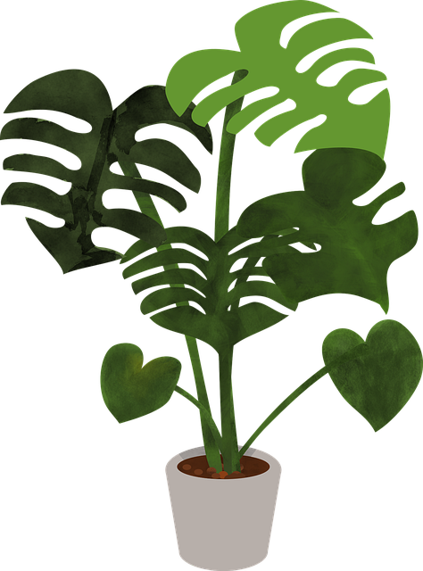 Free Monstera Plant vector and picture