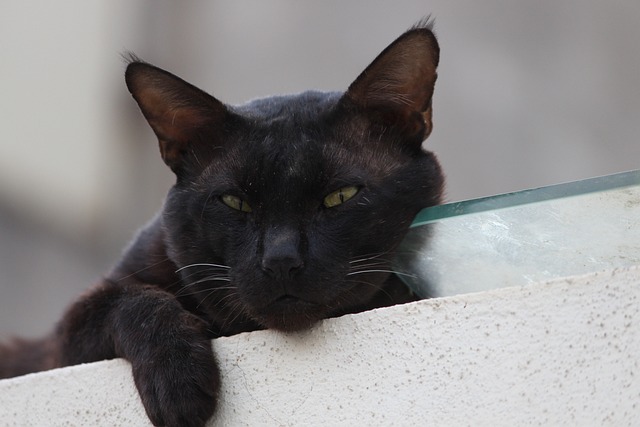 Free Cat Black Cat photo and picture