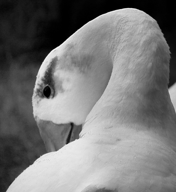 Free Swan Bird photo and picture