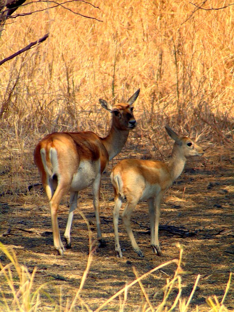 Free Deer Female photo and picture
