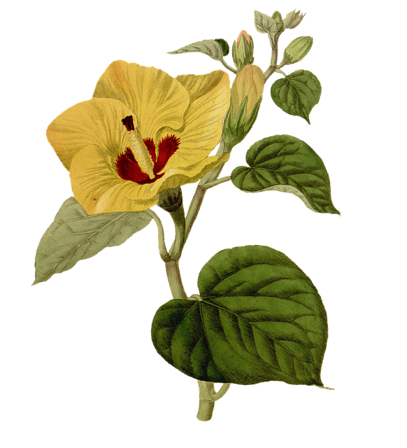 Blomster, Natur, Plante, Have, Flora