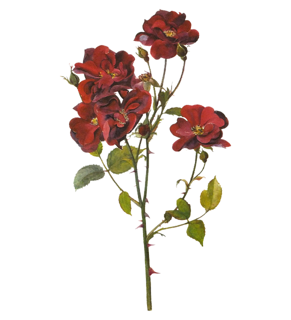 Free flowers bloom garden illustration