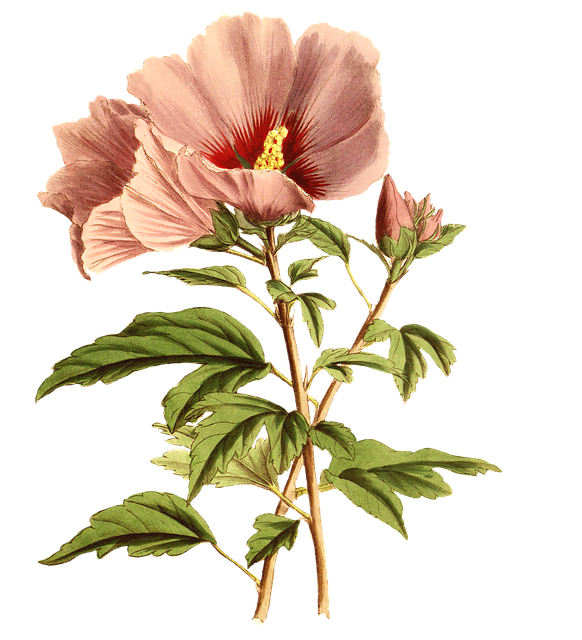 Blomster, Årgang, Blomstre, Have, Plante