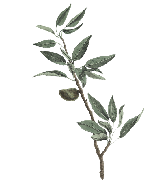 Free leaves foliage nature illustration