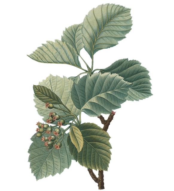 Free leaves foliage plants illustration