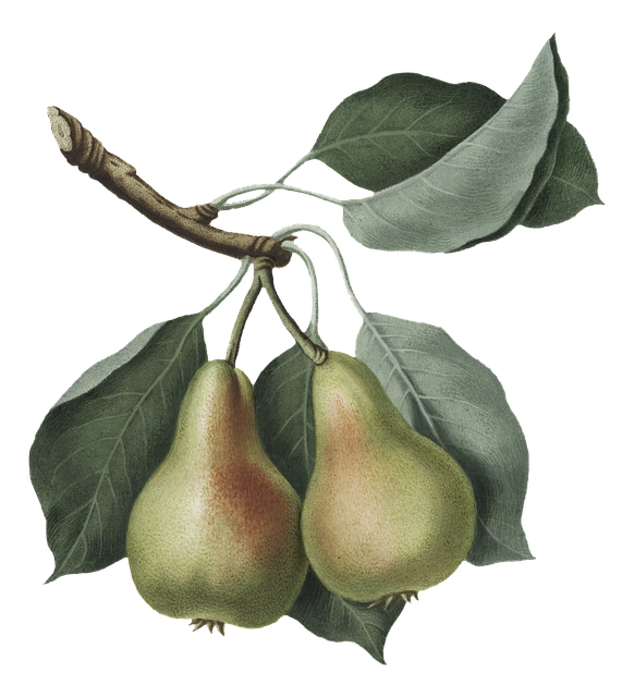 Free pear leaves fruit illustration