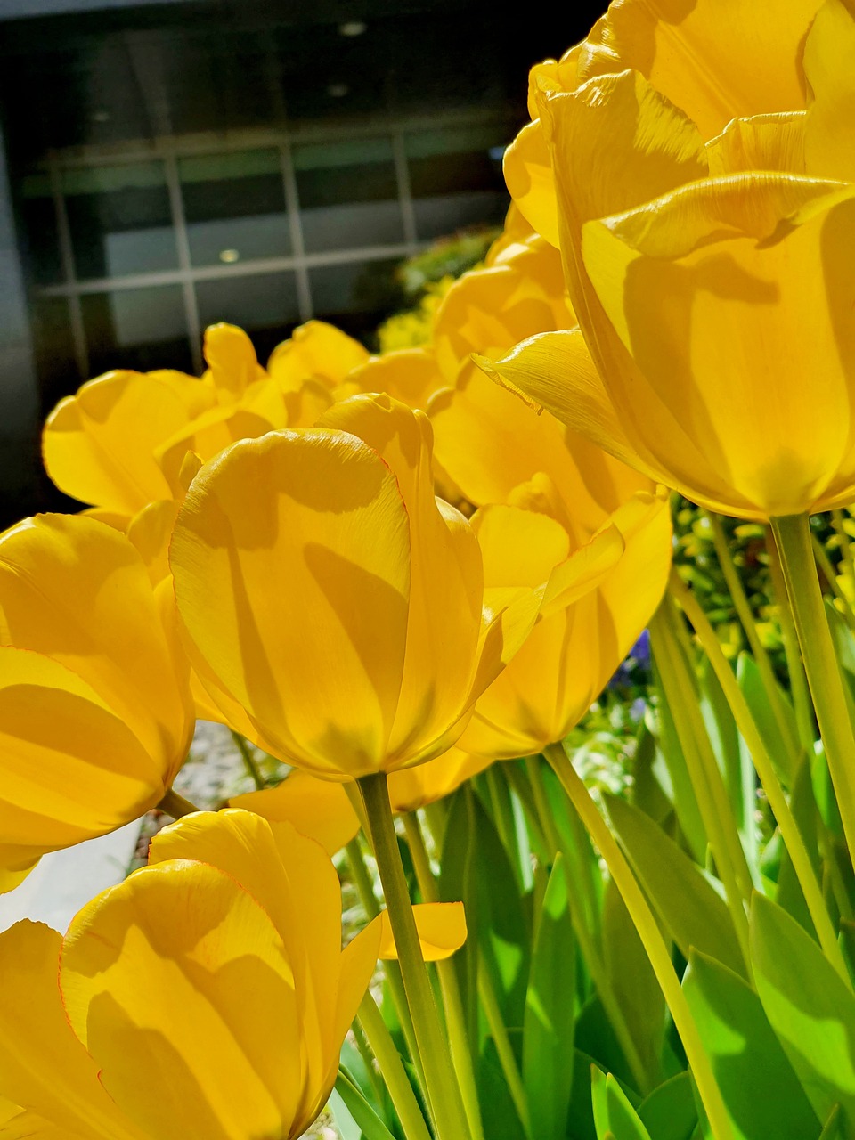 Flowers Petals Stem Free photo on Pixabay Pixabay