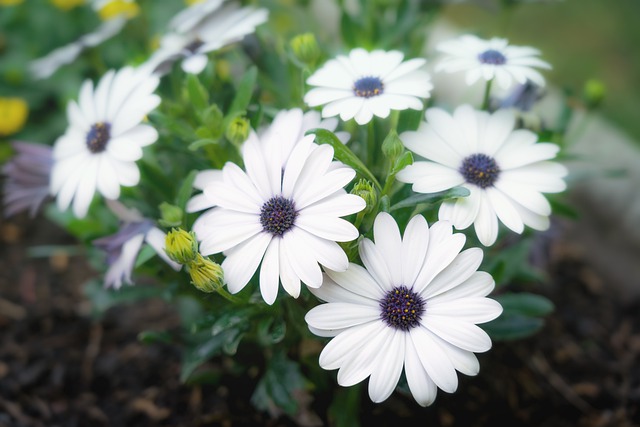 Free flowers petals daisy illustration