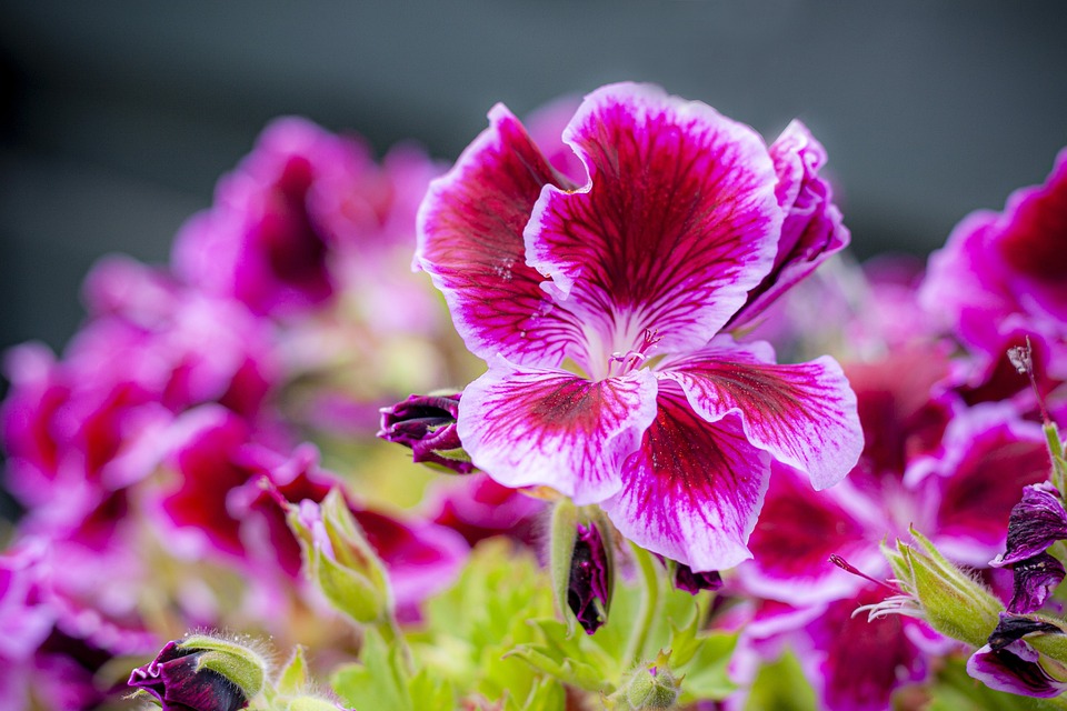 Geranium Flower Petals - Free photo on Pixabay