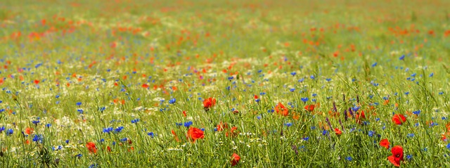 Free flowers petals grass illustration