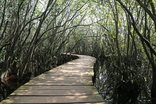 Free Waterlilies Bridge photo and picture