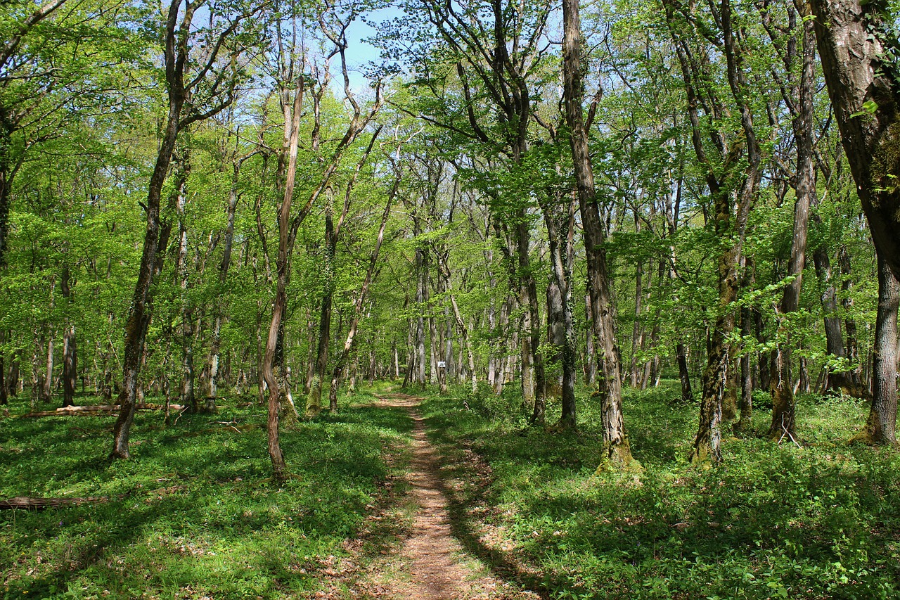 Sendero Bosque Rural - Foto gratis en Pixabay