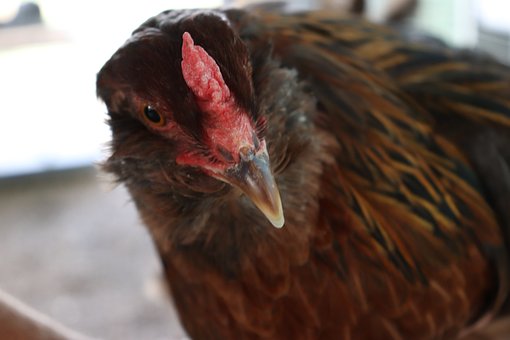 Free Chicken Hen photo and picture