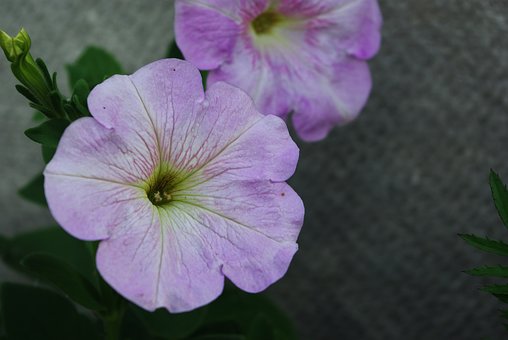 Blume, Blütenblätter, Stengel, Pflanzen