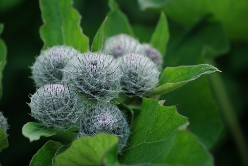 Blume, Agrimony, Widerhaken