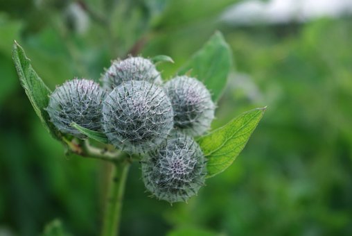 Flores, Agrimony, Flores Bonitas, Farpa