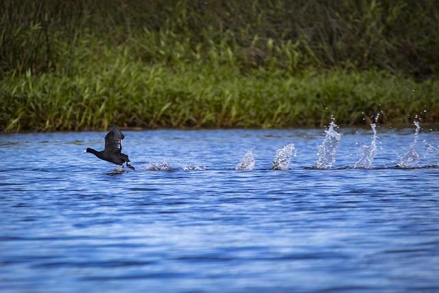 Free Duck Bird photo and picture