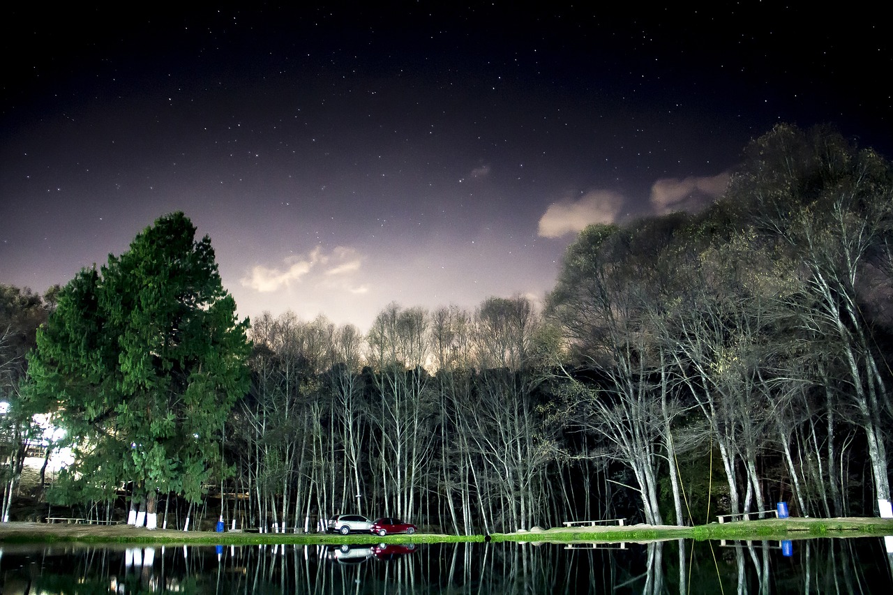 Free Forest Night photo and picture
