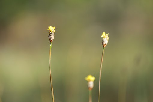 Floare, Tapet Cu Flori, Petale, Muguri