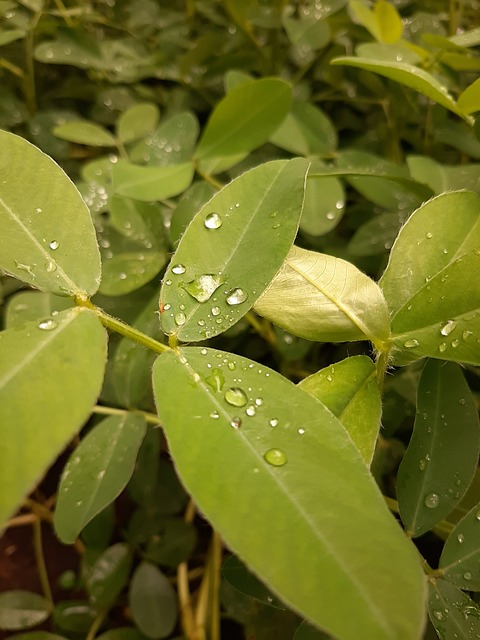Free Green Nature photo and picture